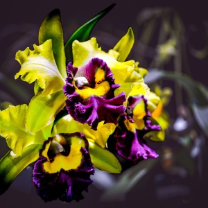 Cattleya, Medellín